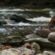 rafting footwear for ocoee river